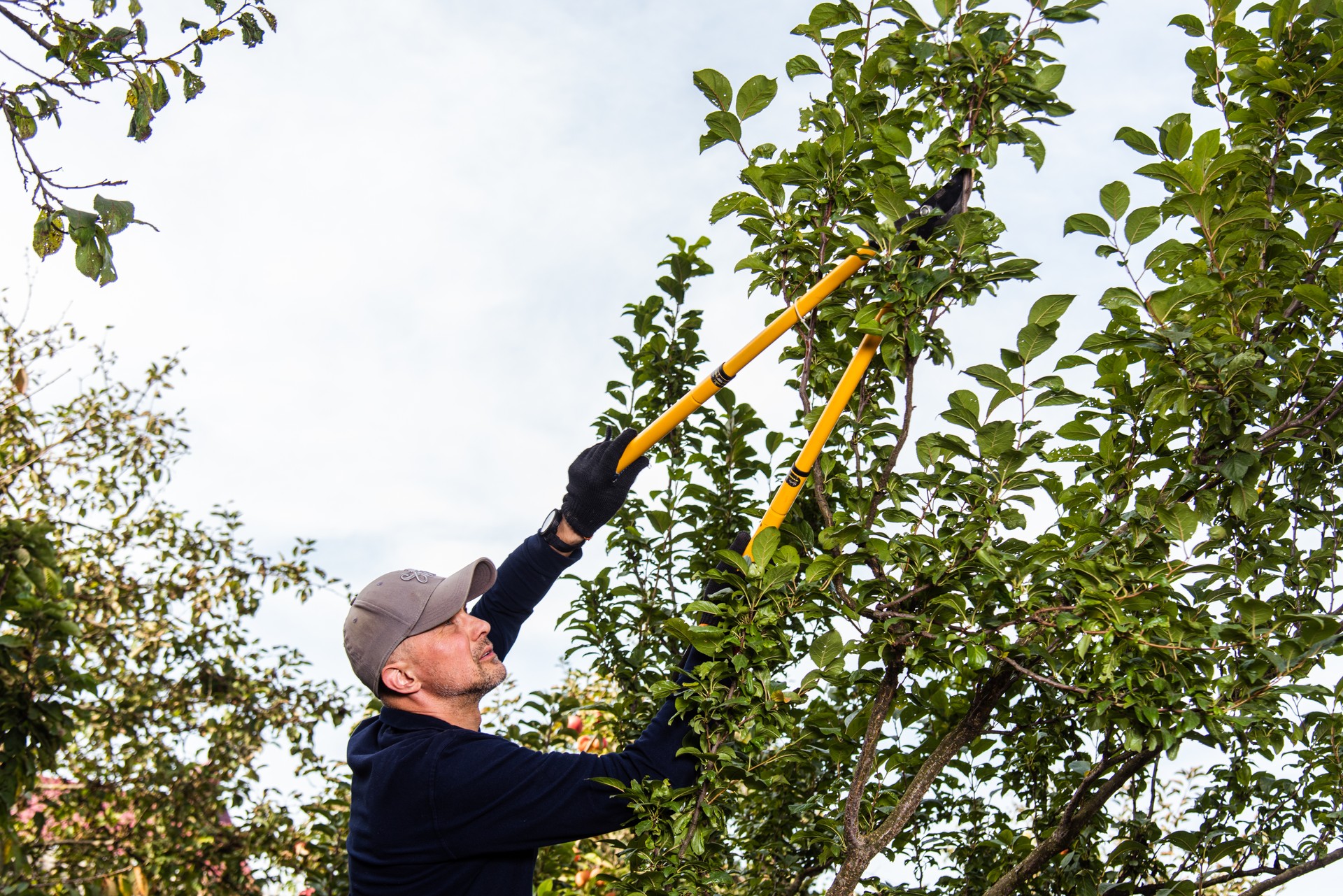 A man harvests apples, takes care of the trees and waters them